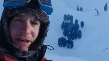 BBC Belgesel Ekibi Antarktika’da Penguenleri Kurtardı: Belgeselciliğin Müdahale Sınırları Yeniden Tartışılıyor