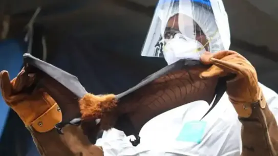 Hindistan’da Nipah Virüsü Salgını Alarm Verdi: Vaka ve Ölüm Sayısı Artıyor