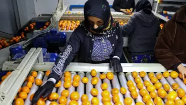 2025'te Türkiye'nin Narenciye İhracatı %41 Büyüdü, Mandalina Rekor Satışa Öncülük Etti