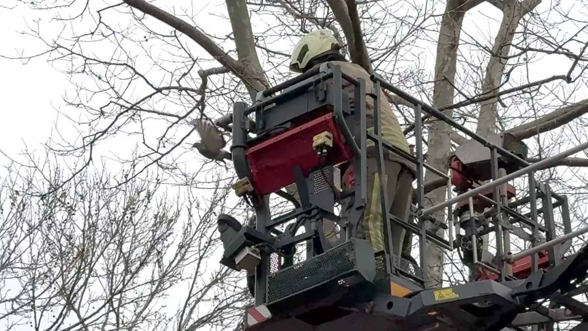 Avcılar’da Ağaçta Sıkışan Güvercin İtfaiye Ekipleriyle Kurtarıldı