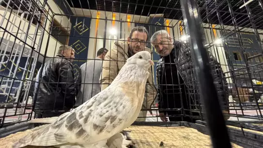 Festivalde sergilenen güvercinler