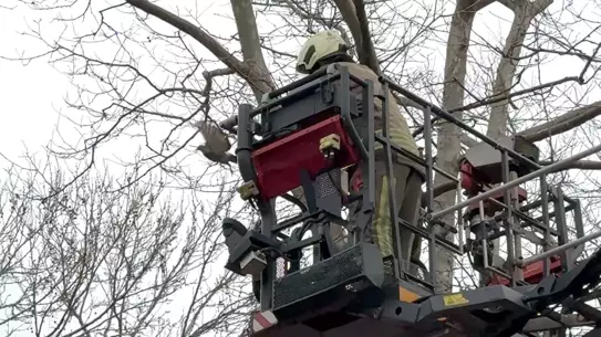 Kurtarılan güvercin serbest bırakıldı