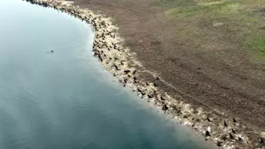 Göletteki balık ölümlerinin incelenmesi