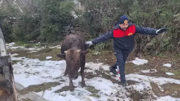 Niksar'da Kuyuya Düşen İnek Başarılı Bir Operasyonla Kurtarıldı