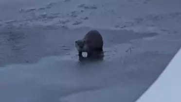 Yüksekova’da Nesli Tehlikedeki Su Samuru Soğuk Suda Balık Avladı