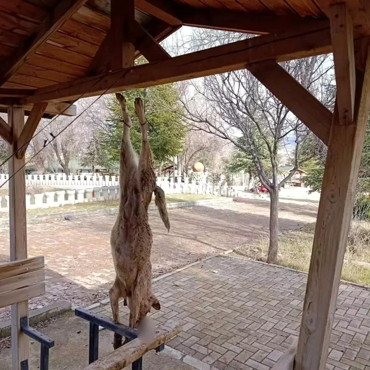 Afyonkarahisar’da Çardağa Asılan Sokak Köpeği Şok Edici Şekilde Öldürüldü