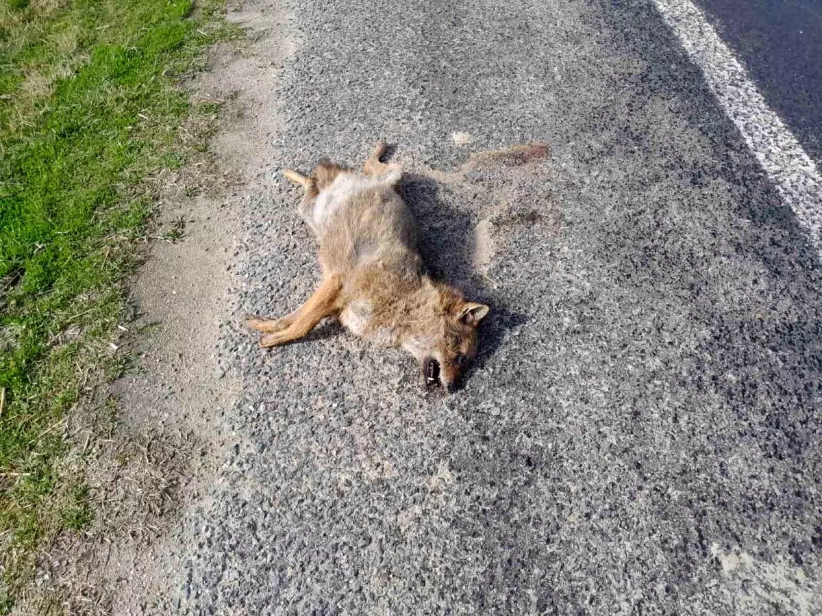 Çine'de yol kenarında tilki