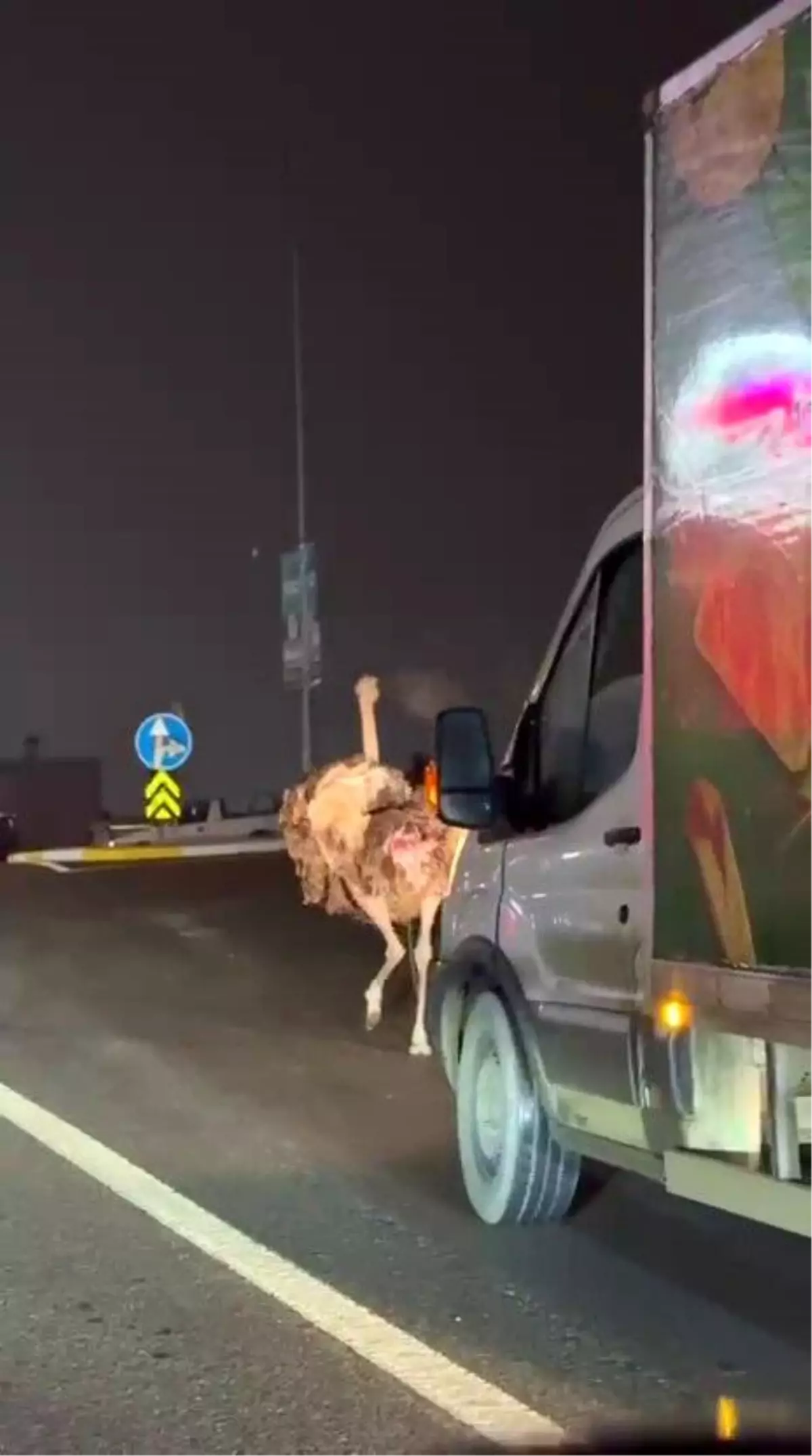 Deve kuşu Arifiye sokaklarında