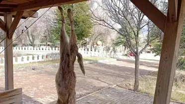 Afyonkarahisar’da Çardağa Asılan Sokak Köpeği Şok Edici Şekilde Öldürüldü