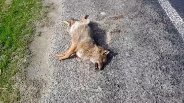 Çine'de Araçla Çarpışan Tilki Yol Kenarında Yere Yattı