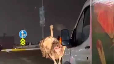 Sakarya’da Deve Kuşu Trafiği Durma Noktasına Getirdi