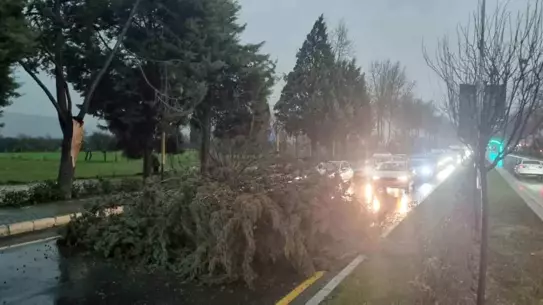 Menteşe'de Şiddetli Fırtına Trafiği Durdurdu: Uğur Mumcu Bulvarı'nda Ağaç Yere Yığıldı