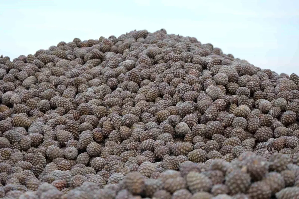 Aydın’da Kuraklıkla Mücadele: Çam Fıstığı Hasadı Zorlu Koşullarda Başladı