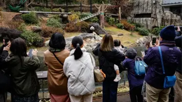 Japonya’da Son Panda Veda Töreni: Xiao Xiao ve Lei Lei Çin’e Dönüyor