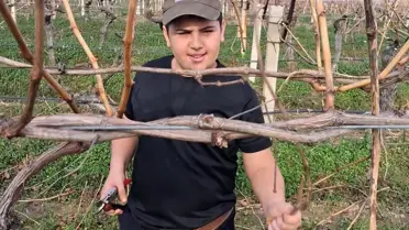 Sarıgöl Üzüm Bağlarında Kış Bakımı ve Budama Hızıyla Devam Ediyor