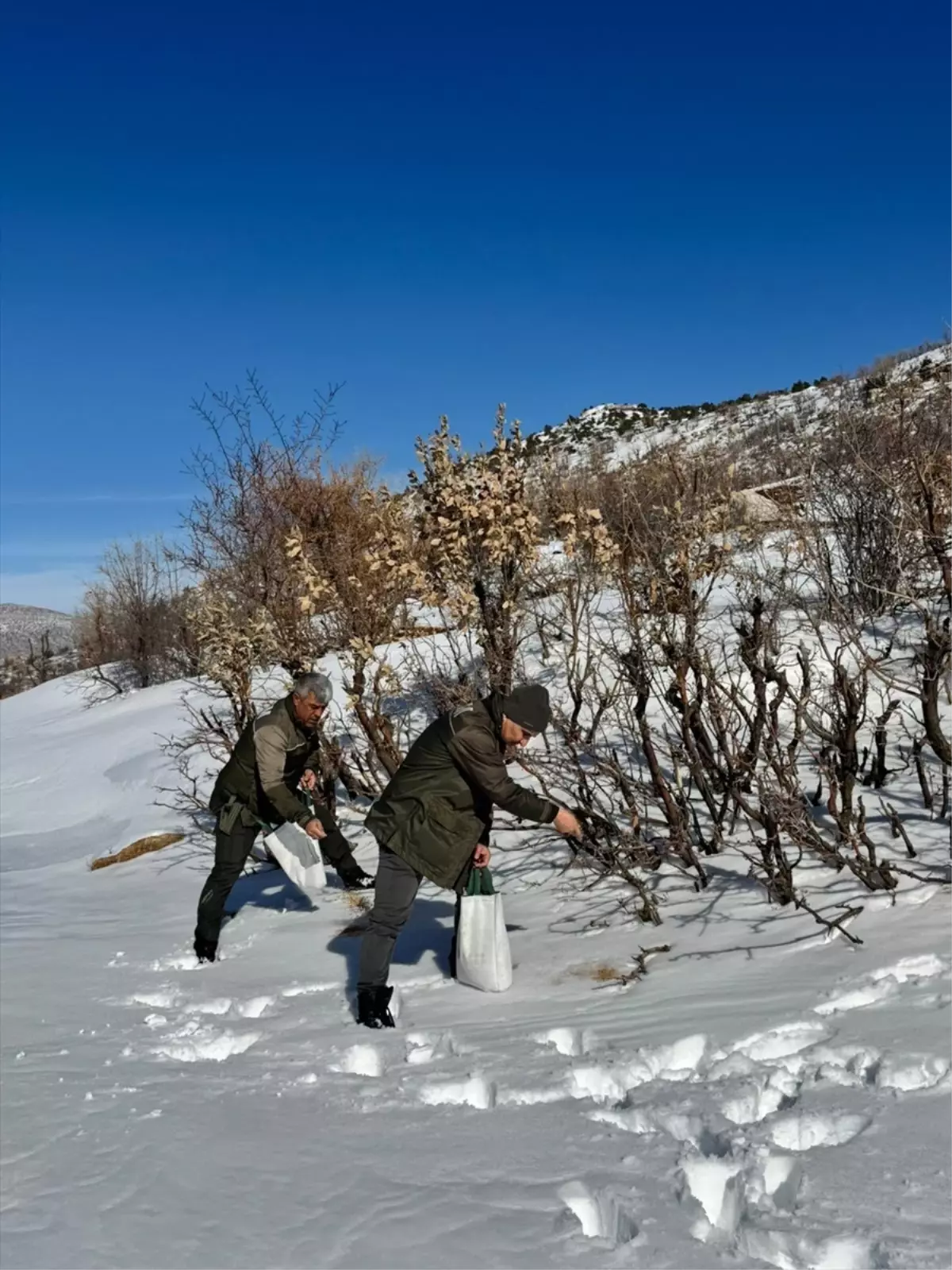 Gercüş’te Kuşları Beslemek İçin Doğaya Buğday ve Yulaf Bırakıldı