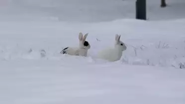 Elazığ’da Bembeyaz Kar Örtüsü Şehri Süsledi