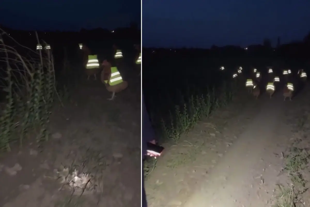 Reflektör takılmış tavuklar