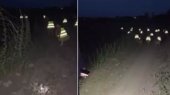 Reflektörlü Tavuklar: Kayıp Sorununa Işık Hızında Çözüm