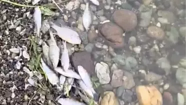 Malkara Karaidemir Barajı'nda Balık Ölümleri Artıyor: Yetkililer İncelemeye Başladı