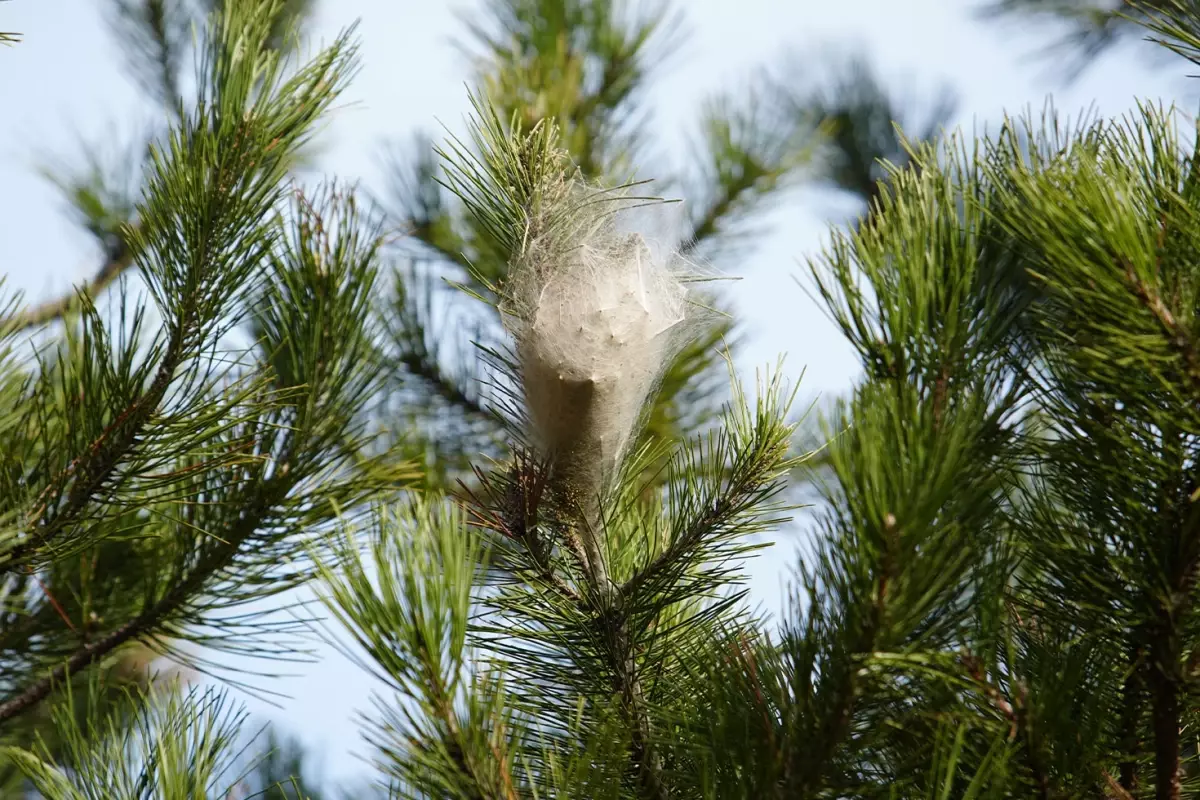 Samsun ormanlarındaki çam kese tırtılı istilası