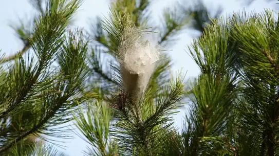 Samsun Ormanlarında Çam Kese Tırtılı Salgını: Ağaçlar ve Sağlık Riskleri