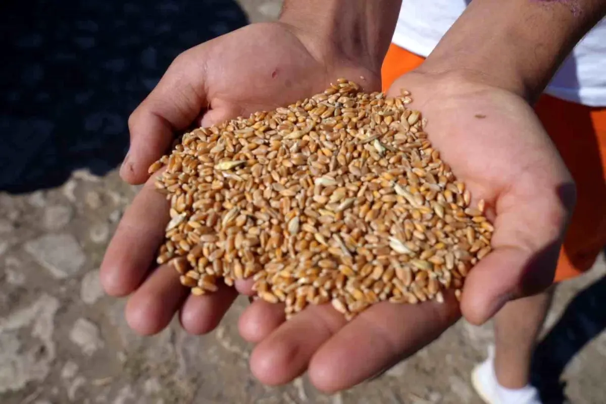 Demirözü Belediyesi, Çiftçilere %100 Hibeli Tarımsal Destek Paketi Sunuyor