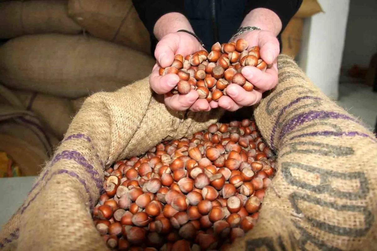 Fındık Fiyatları 275 TL'ye Geriledi: Piyasalarda Yavaşlama Sinyali