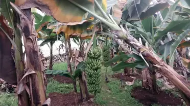 Manavgat’ta Şiddetli Hortum 3 Mahalleyi Vurdu, Ev ve Seralar Hasar Aldı