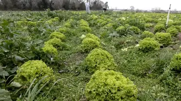 Bafra’da Marul Üreticileri Fiyat Düşüşüyle Mücadele Ediyor