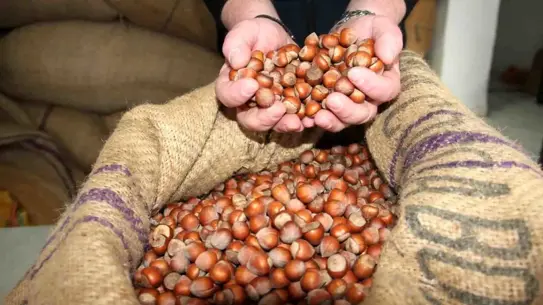 Fındık Fiyatları 275 TL'ye Geriledi: Piyasalarda Yavaşlama Sinyali