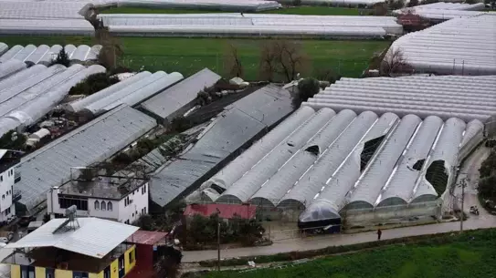 Seydikemer'de Şiddetli Fırtına ve Dolu, 100 Dönümlük Seraları Yok Etti