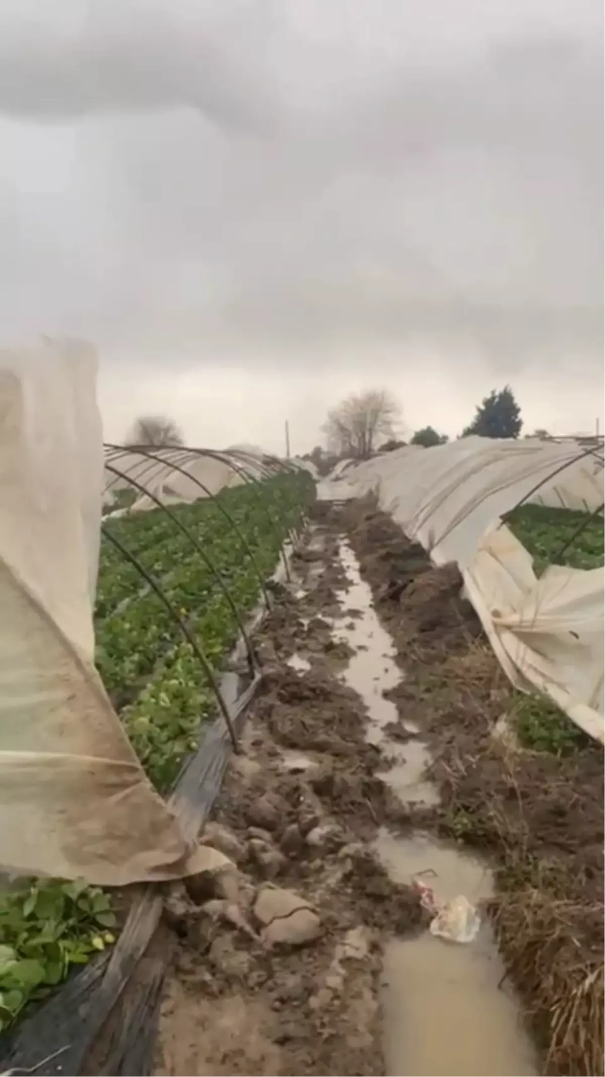Serik’te Şiddetli Fırtına Çilek Seralarını Yok Etti, Çiftçiler Yardım Bekliyor