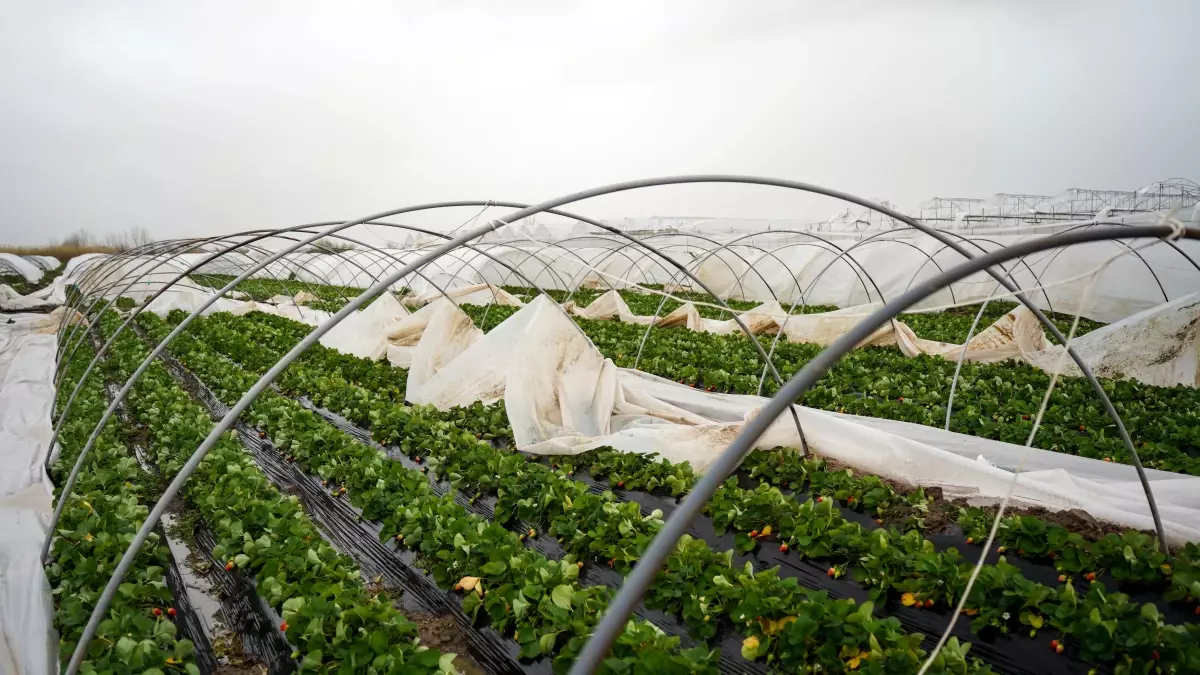 Antalya'nın Serik İlçesinde Hortum 60 Dönüm Tarımı Yok Etti, Zarar 10 Milyon Liraya Ulaştı