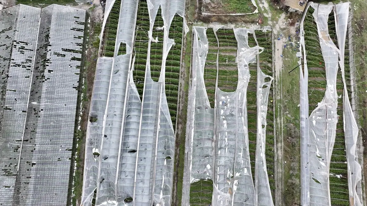 Seydikemer'de Hortum Seraları Yıktı: 100 Dönümde 100 Bin Lira Zarar