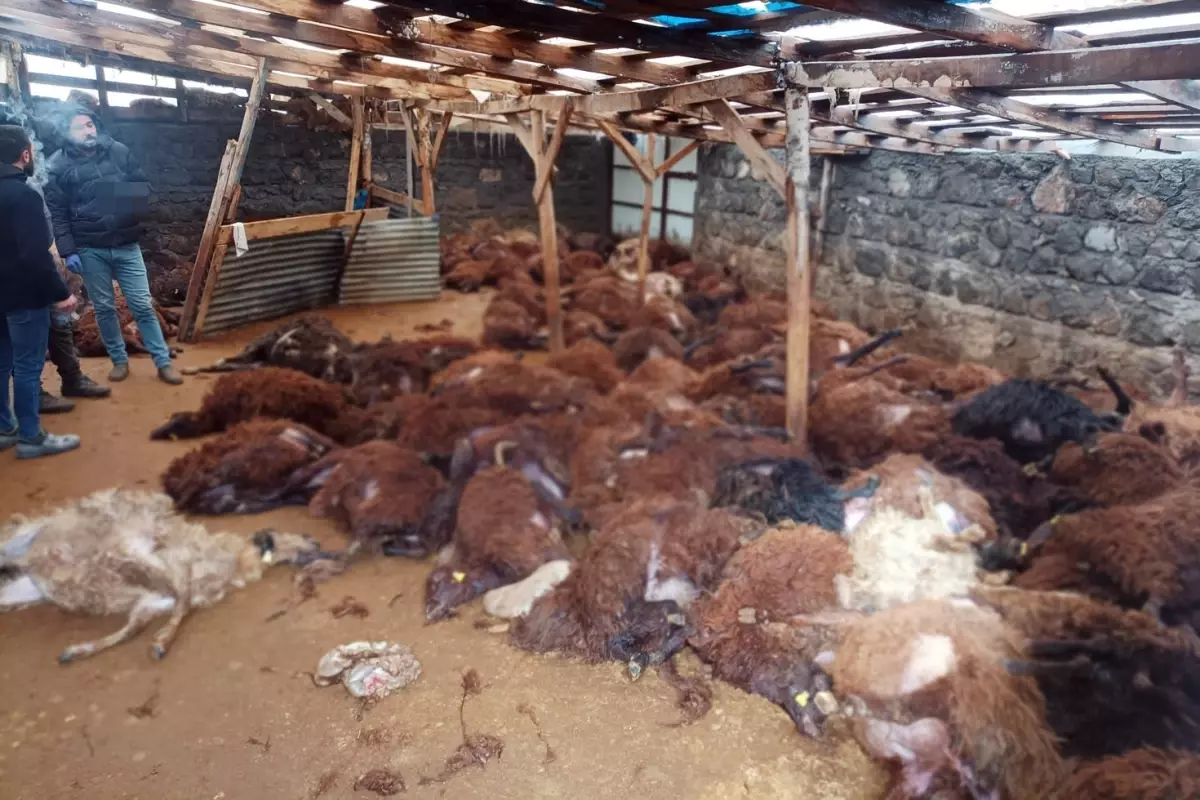 Kars’ın Digor İlçesinde Kurt Sürüsü Sürpriz Saldırısı: 200 Koyun Hayatta Kaldı