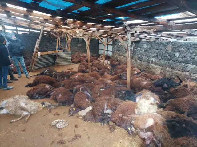 Kurt sürüsü köydeki hayvanlara saldırıyor