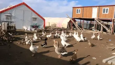 Afyonkarahisar’da Kaz Yetiştiriciliği: Dodurga Köyü’nden Şehirlere Lezzetli Yolculuk