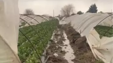 Fırtına sonrası yıkılmış çilek seraları
