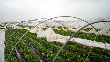 Antalya'da hortumun etkili olduğu an