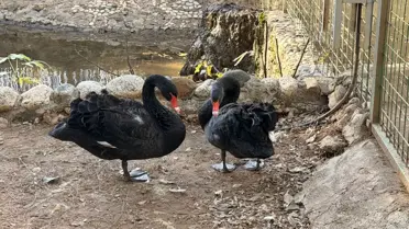 Antalya Doğal Yaşam Parkı'nda Siyah Kuğular Kış Kuluçkasına Yattı