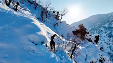 Karlı Munzur Vadisi'nde Yaban Keçileri Dronla İzledi