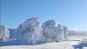 Buzlu ağaçların detay fotoğrafı