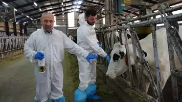 MAKÜ Araştırmacılarından Şap Hastalığına Yenilikçi Sprey Çözümü