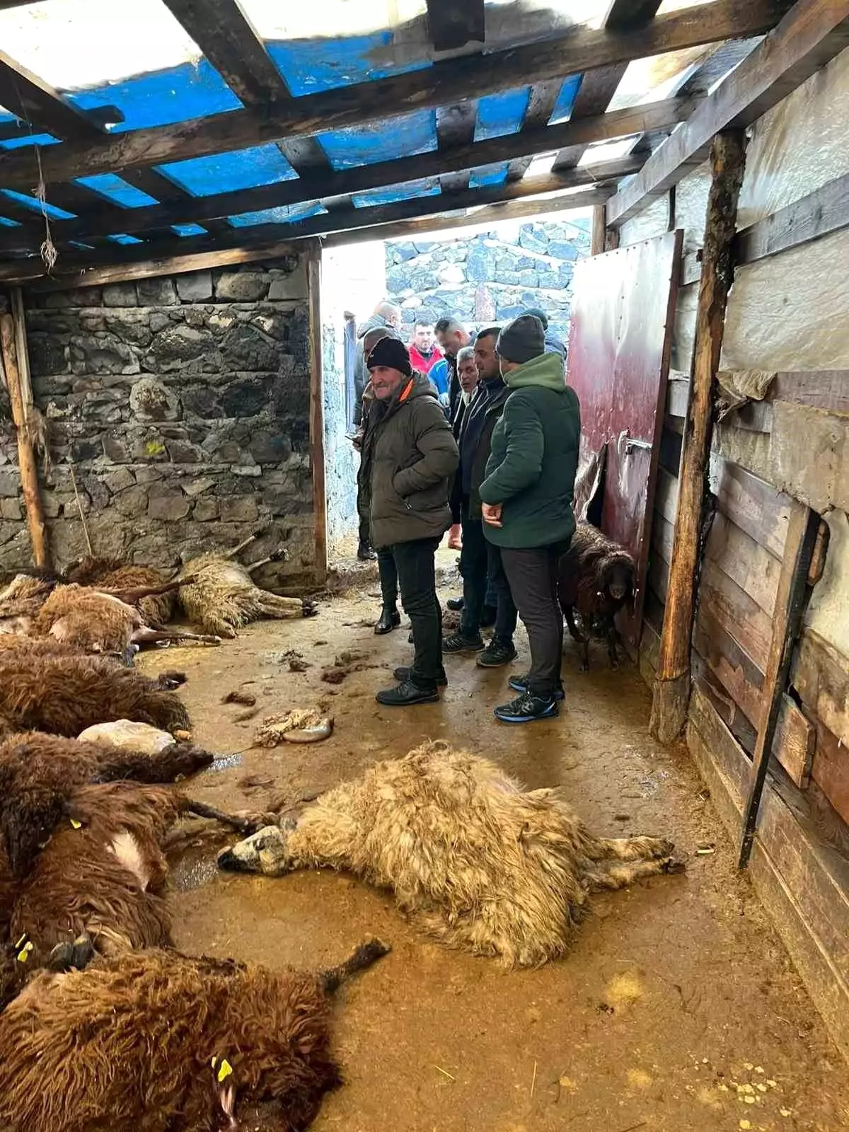 Kars'ta kurtların koyun sürüsüne saldırısı