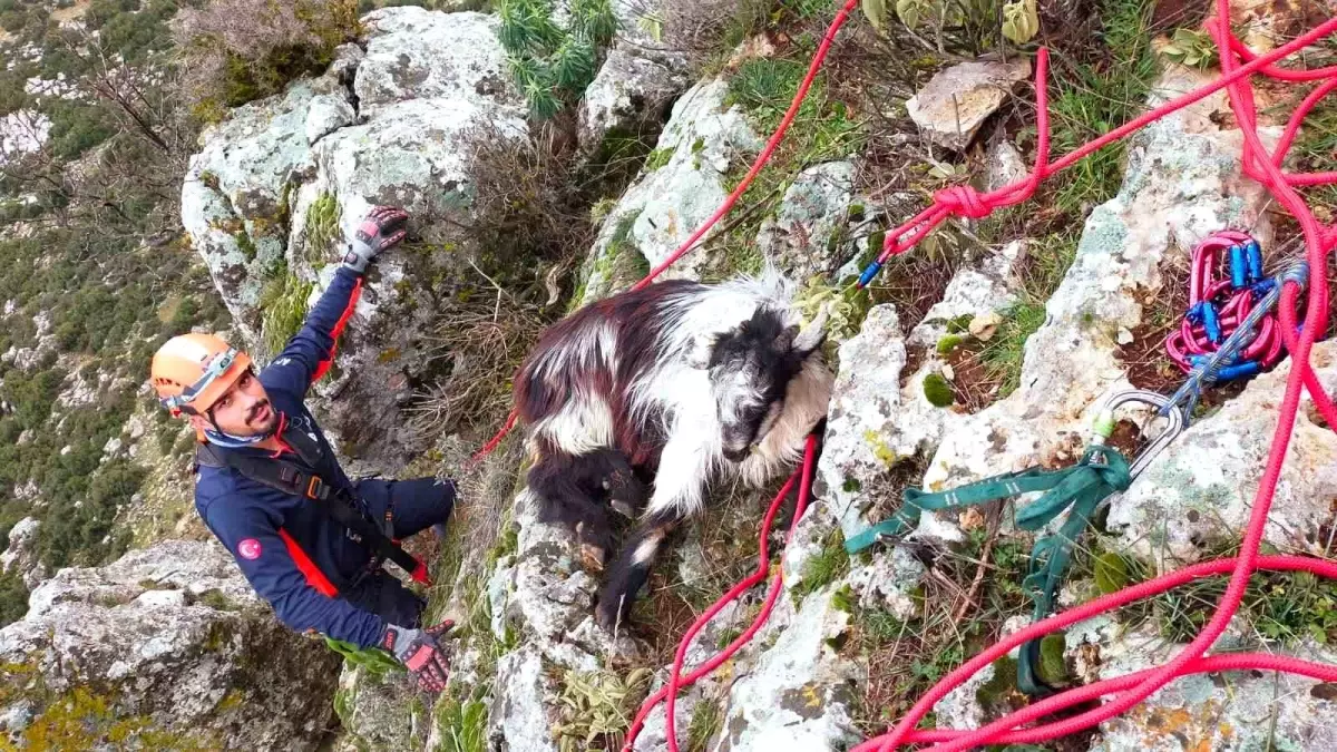 Bucak'ta AFAD Ekipleri Mahsur Kalan Keçiyi Kurtardı