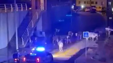 İzmir Çiğli'de Polis Megafonla İnekleri Dağıttı: Görülen Komik Anons