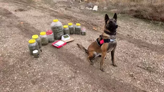 Karaman’da Büyük Uyuşturucu Operasyonu: 1,5 Kg Esrar ve Kenevir Tohumu Ele Geçirildi