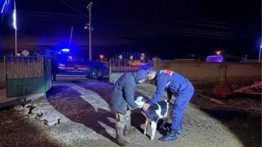 Nevşehir'de Büyükbaş Hayvan Hırsızlığı Aydınlatıldı: 5 Şüpheli Tutuklandı