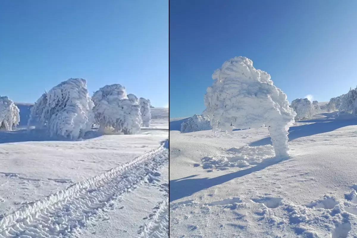 Susuz Yaylası'nda buzlu ağaçlar
